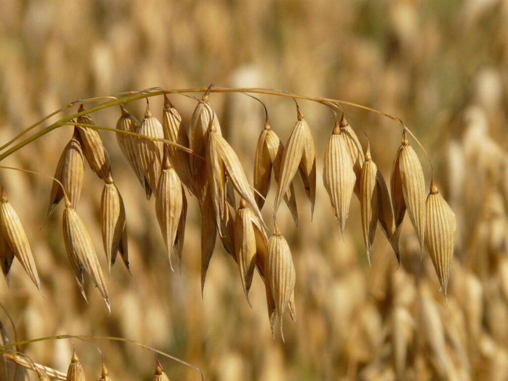 Close-up view of mature oat grains, perfect for agriculture themes.